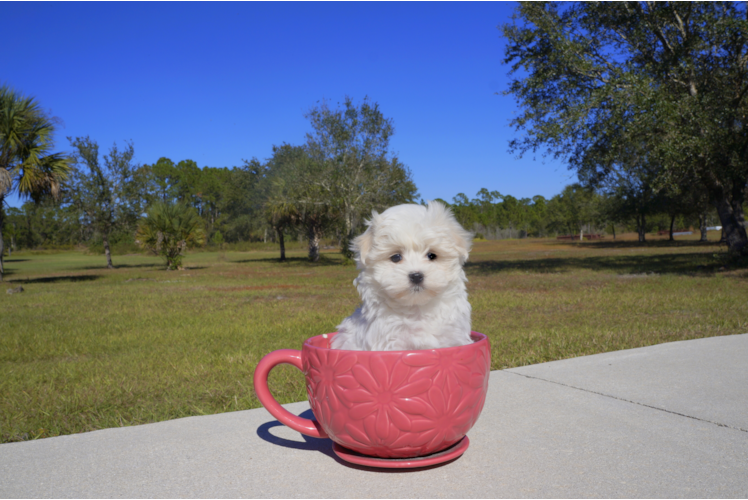 Meet  Winter - our Maltese Puppy Photo 1/2 - Florida Fur Babies
