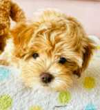 Cute Maltepoo Poodle Mix Pup Cute Maltepoo Poodle Mix Pup
