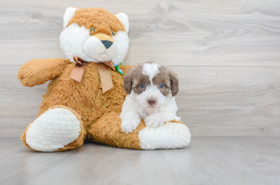 12 week old Poodle Puppy For Sale - Florida Fur Babies