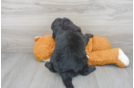 Meet Bombay - our Mini Bernedoodle Puppy Photo 3/3 - Florida Fur Babies