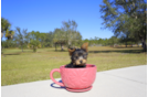 Meet Koal - our Yorkshire Terrier Puppy Photo 2/4 - Florida Fur Babies