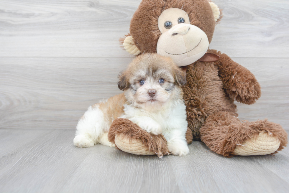 Meet Dewey - our Havachon Puppy Photo 1/3 - Florida Fur Babies
