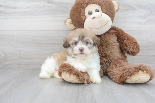 9 week old Havachon Puppy For Sale - Florida Fur Babies