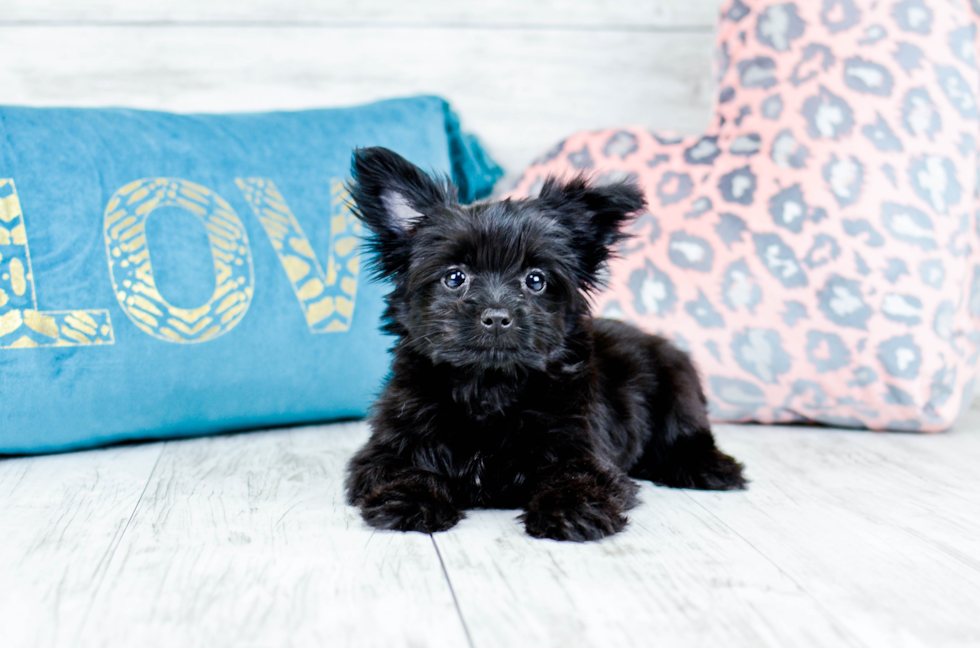 Meet  Luna - our Morkie Puppy Photo 1/4 - Florida Fur Babies