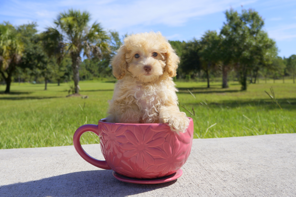 Meet Riley  - our Cavapoo Puppy Photo 2/2 - Florida Fur Babies