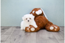 Meet Summer - our Maltese Puppy Photo 2/3 - Florida Fur Babies