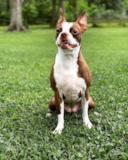 Cute Boston Terrier Purebred Pup