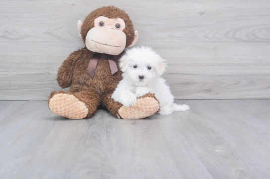 21 week old Maltese Puppy For Sale - Florida Fur Babies