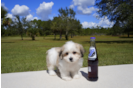 Meet  Charmaine - our Teddy Bear Puppy Photo 2/4 - Florida Fur Babies