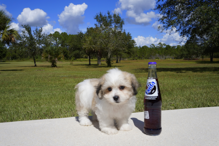 Meet  Charmaine - our Teddy Bear Puppy Photo 2/4 - Florida Fur Babies
