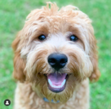 Cute Golden Retriever Poodle Mix Pup
