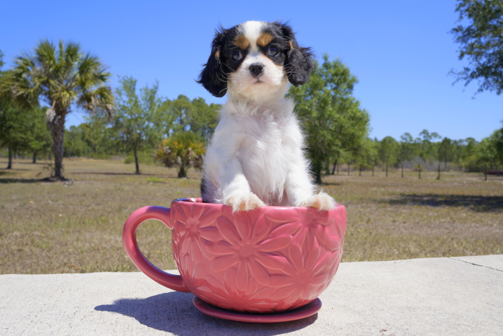 Meet Preston - our Cavalier King Charles Spaniel Puppy Photo 4/4 - Florida Fur Babies