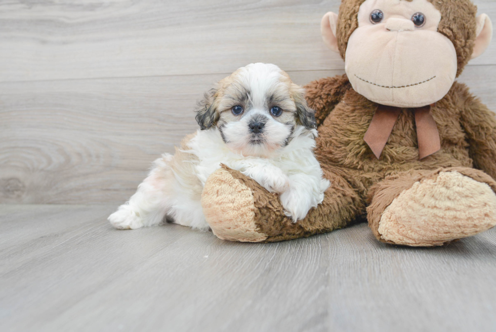 Meet Bruno - our Teddy Bear Puppy Photo 2/3 - Florida Fur Babies