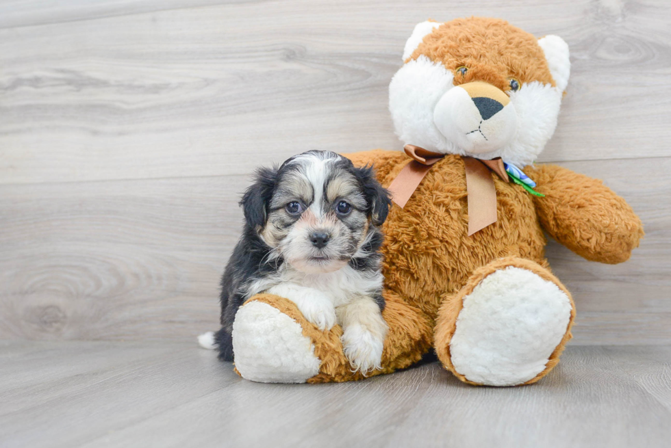 Meet Pharo - our Teddy Bear Puppy Photo 2/3 - Florida Fur Babies