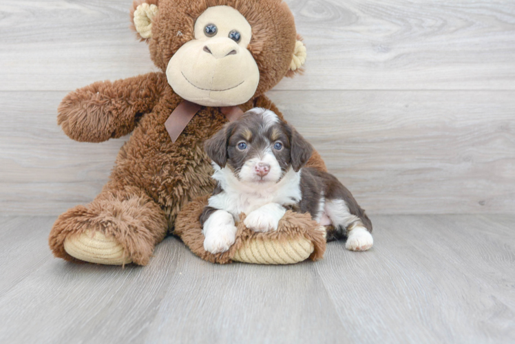 Meet Ritz - our Mini Aussiedoodle Puppy Photo 1/3 - Florida Fur Babies