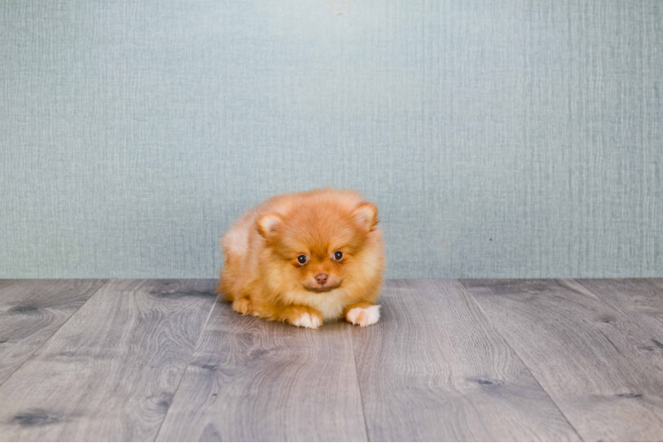 Meet Prada - our Pomeranian Puppy Photo 3/4 - Florida Fur Babies