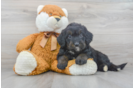 Meet Bombay - our Mini Bernedoodle Puppy Photo 1/3 - Florida Fur Babies