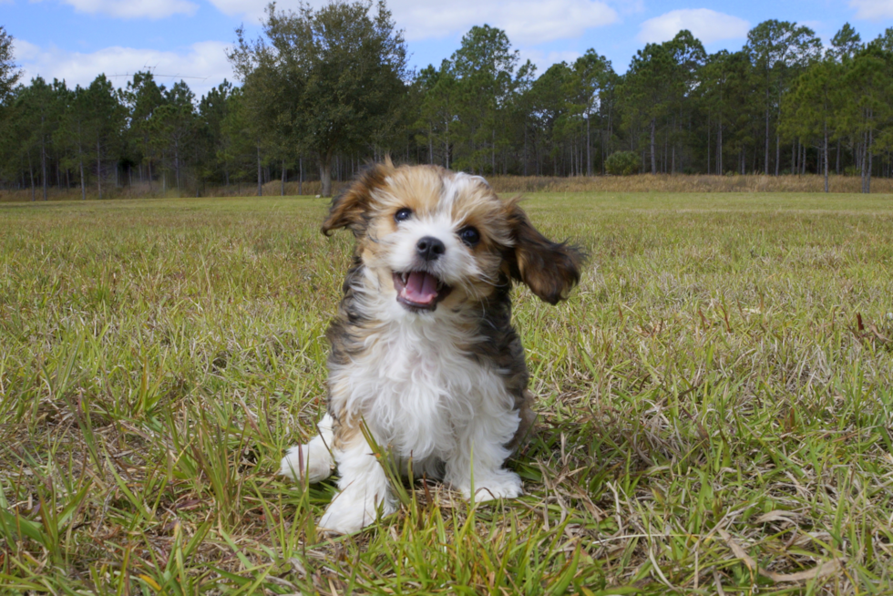 Meet Roy - our Cavachon Puppy Photo 4/4 - Florida Fur Babies