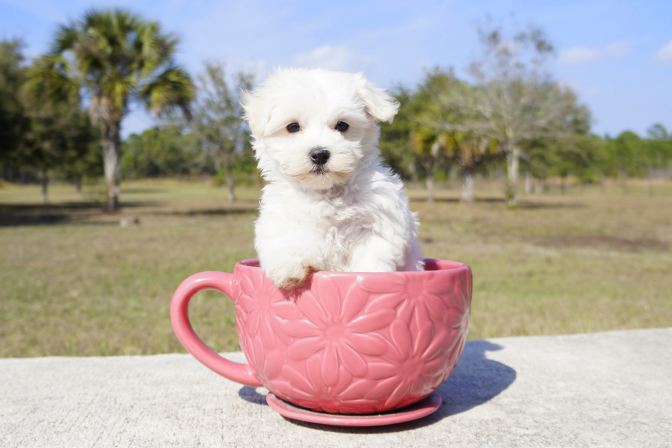 Meet Rascal  - our Maltese Puppy Photo 6/6 - Florida Fur Babies