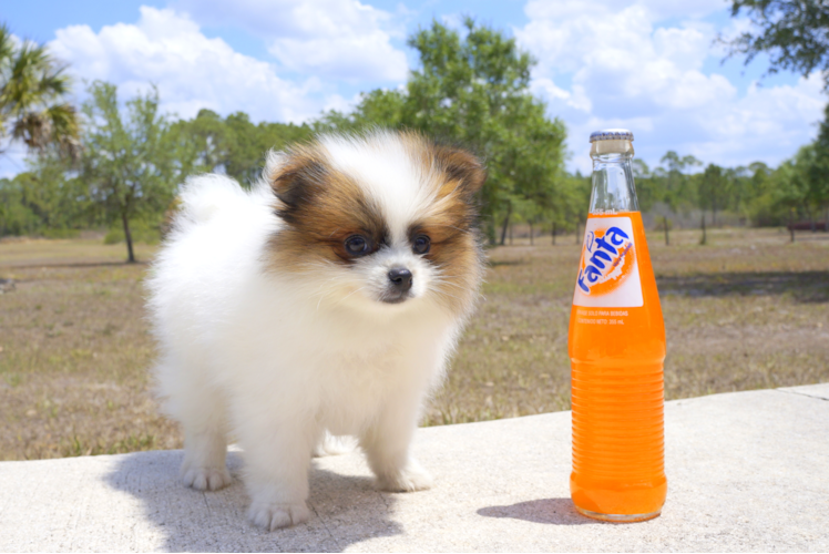 Meet Aims - our Pomeranian Puppy Photo 1/3 - Florida Fur Babies