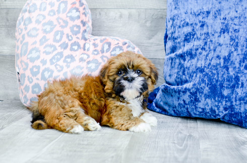 Meet Lucas - our Lhasa Apso Puppy Photo 