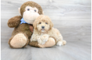 Meet Tayla - our Mini Goldendoodle Puppy Photo 1/3 - Florida Fur Babies