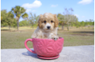Meet Bentley - our Cavapoo Puppy Photo 3/4 - Florida Fur Babies
