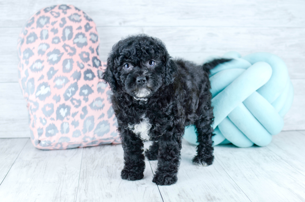 Meet  Cookie - our Cavapoo Puppy Photo 3/4 - Florida Fur Babies