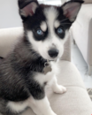 Pomsky Being Cute