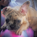 Puppy For Sale - Florida Fur Babies Puppy For Sale - Florida Fur Babies