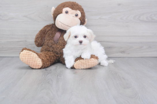 20 week old Maltese Puppy For Sale - Florida Fur Babies