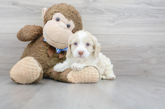 16 week old Cockapoo Puppy For Sale - Florida Fur Babies
