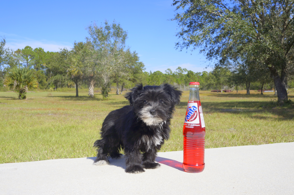 Meet Candy - our Morkie Puppy Photo 2/2 - Florida Fur Babies
