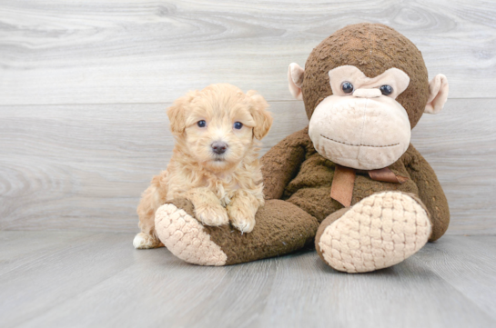 20 week old Maltipoo Puppy For Sale - Florida Fur Babies