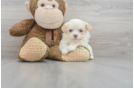Meet Jedd - our Havanese Puppy Photo 1/3 - Florida Fur Babies