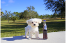 Meet  Casper - our Maltese Puppy Photo 2/2 - Florida Fur Babies