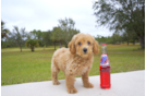 Meet Cedar - our Cavapoo Puppy Photo 1/3 - Florida Fur Babies