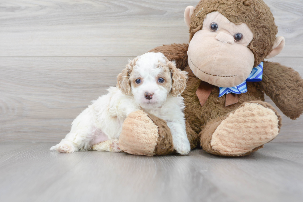 Meet Lil Red - our Cavapoo Puppy Photo 2/3 - Florida Fur Babies