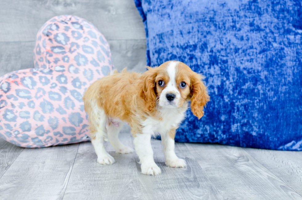 Meet Dillard - our Cavalier King Charles Spaniel Puppy Photo 
