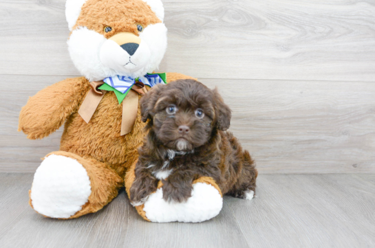 21 week old Havapoo Puppy For Sale - Florida Fur Babies