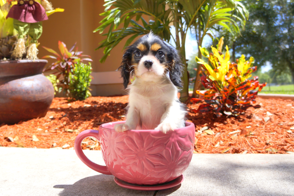 Meet Dashing Lady - our Cavalier King Charles Spaniel Puppy Photo 2/3 - Florida Fur Babies