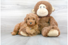 Meet Keegan - our Mini Goldendoodle Puppy Photo 1/3 - Florida Fur Babies