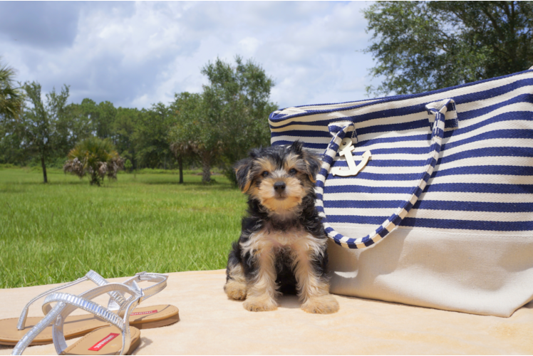Meet  Rio - our Morkie Puppy Photo 2/4 - Florida Fur Babies