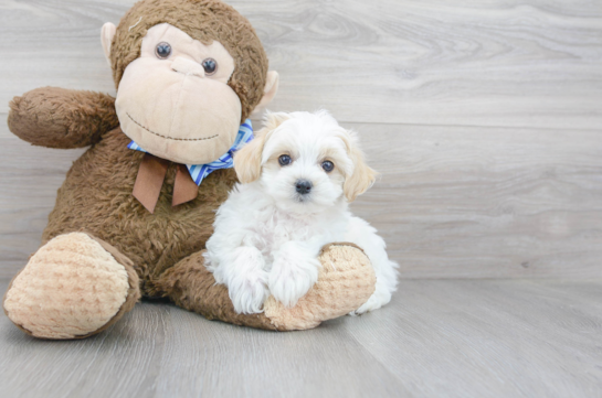 17 week old Maltipoo Puppy For Sale - Florida Fur Babies