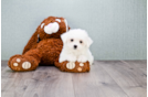 Meet Hannah - our Maltese Puppy Photo 1/3 - Florida Fur Babies