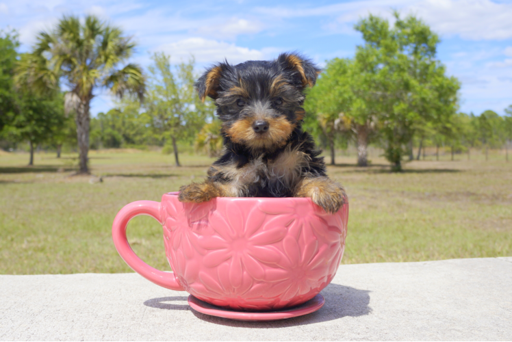 Meet Madison - our Yorkshire Terrier Puppy Photo 1/4 - Florida Fur Babies