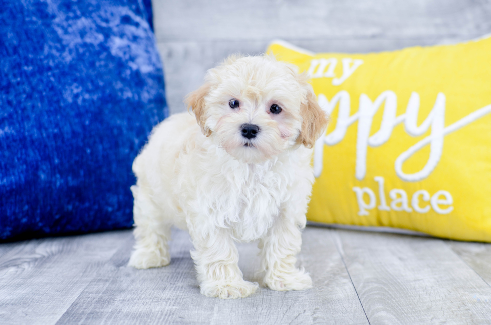 Meet  Swagger - our Maltipoo Puppy Photo 4/4 - Florida Fur Babies