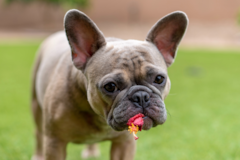 French Bulldog Being Cute