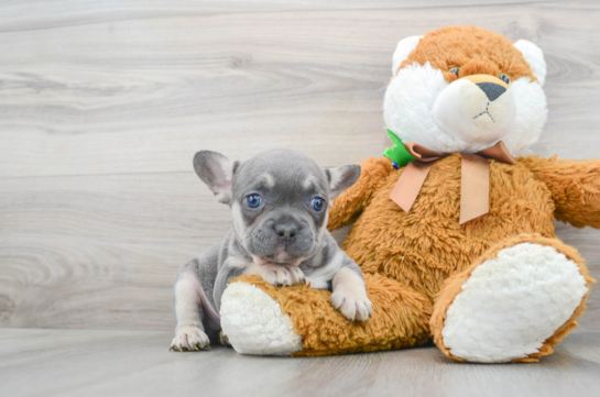 12 week old French Bulldog Puppy For Sale - Florida Fur Babies