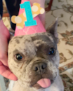 Puppy For Sale - Florida Fur Babies Puppy For Sale - Florida Fur Babies